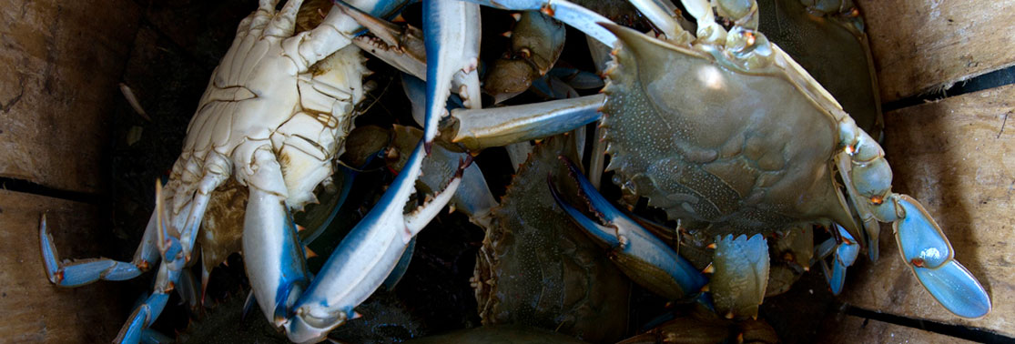 Blue Crabs - Crabbing Supplies at Harford Crabbing & Tackle